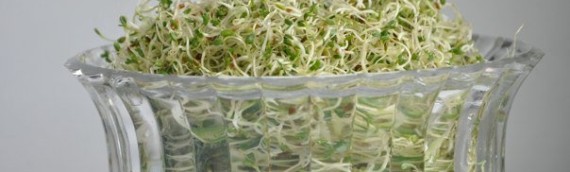 Grow Alfalfa Sprouts – Its Easy